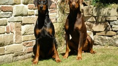 Animals Dogs Doberman Pinscher