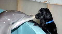 Animals Dogs Dolphins