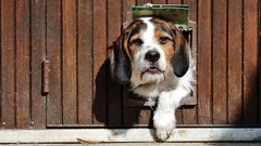 Animals Dogs doors pets