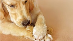 Animals Dogs eating pets labrador retriever