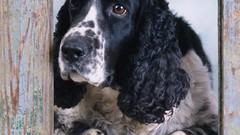 Animals Dogs english springer spaniel