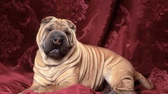 Animals Dogs fabric Chinese Sharpei