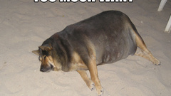 Animals Dogs fat