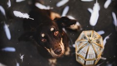 Animals Dogs feathers looking up