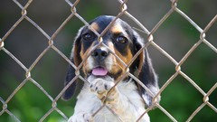 Animals Dogs fences pets