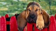 Animals Dogs fences picket fence