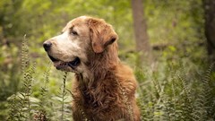 Animals Dogs Ferns