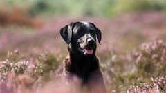 Animals Dogs fields labrador retriever