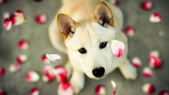 Animals Dogs flower petals looking up