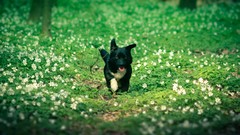 Animals Dogs forests