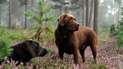 Animals Dogs forests