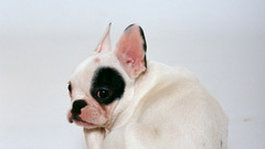 Animals Dogs french bulldog