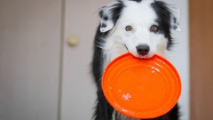 Animals Dogs Frisbee