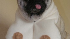 Animals Dogs funny boobs