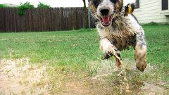 Animals Dogs funny crazy