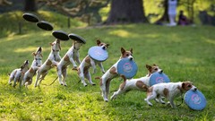 Animals Dogs funny Frisbee digital art manipulations
