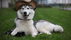 Animals Dogs funny husky