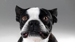 Animals Dogs funny Mammals