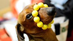 Animals Dogs funny pets