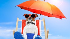 Animals Dogs funny Plaza