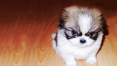 Animals Dogs funny Puppies