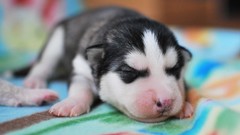 Animals Dogs funny Puppies