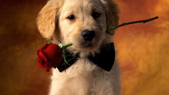 Animals Dogs funny romantic
