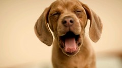 Animals Dogs funny smiling