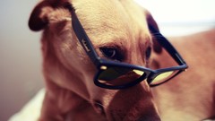 Animals Dogs funny sunglasses