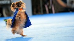 Animals Dogs funny Superman Logo