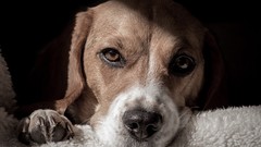 Animals Dogs furry beagle Mammals