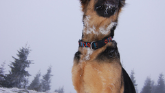 Animals Dogs German shepherd