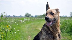 Animals Dogs German shepherd