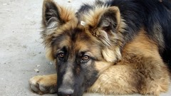 Animals Dogs German shepherd