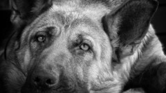 Animals Dogs German shepherd