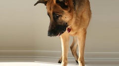 Animals Dogs German shepherd