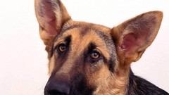 Animals Dogs German shepherd
