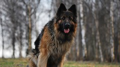 Animals Dogs German shepherd