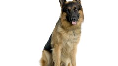 Animals Dogs German shepherd