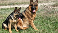 Animals Dogs German shepherd