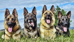 Animals Dogs German shepherd
