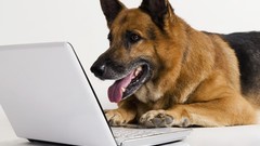 Animals Dogs German shepherd