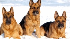 Animals Dogs German shepherd