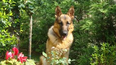 Animals Dogs German shepherd