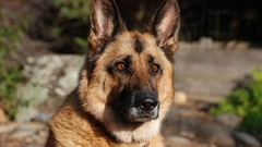 Animals Dogs German shepherd outdoors pets