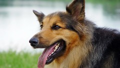 Animals Dogs German shepherd shepherd dog