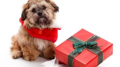 Animals Dogs Gifts