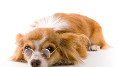 Animals Dogs glasses