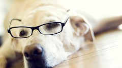 Animals Dogs glasses