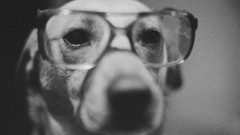 Animals Dogs glasses grayscale
